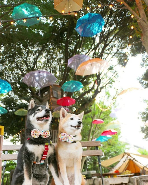 Welpen auf einem Blumenmarkt;  Diese Hundebrüder werden alt und ihr Besitzer fängt jeden Moment ein