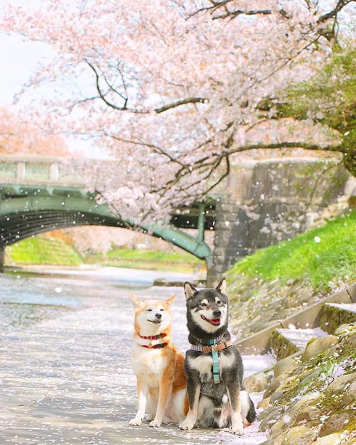 Welpen unter Kirschbäumen;  Diese Hundebrüder werden alt und ihr Besitzer fängt jeden Moment ein
