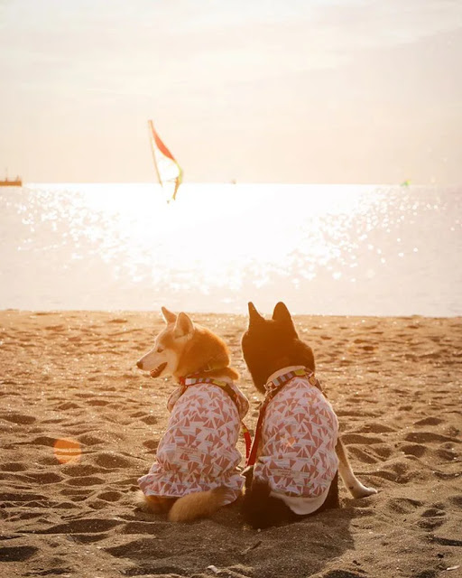 Hunde vor dem Strand;  Diese Hundebrüder werden alt und ihr Besitzer fängt jeden Moment ein