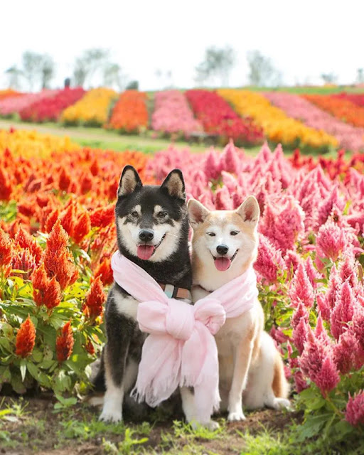 Perritos frente a un campo de flores de colores; Estos hermanos perritos están envejeciendo y su dueño captura cada momento