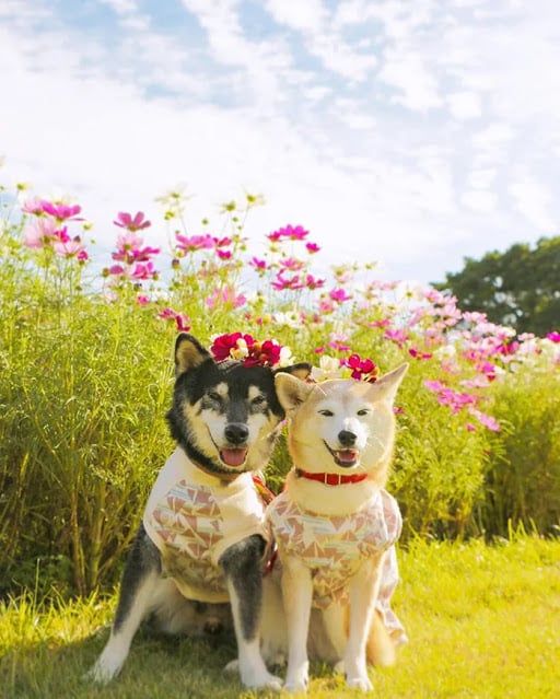 Perritos en un campo de flores altas; Estos hermanos perritos están envejeciendo y su dueño captura cada momento
