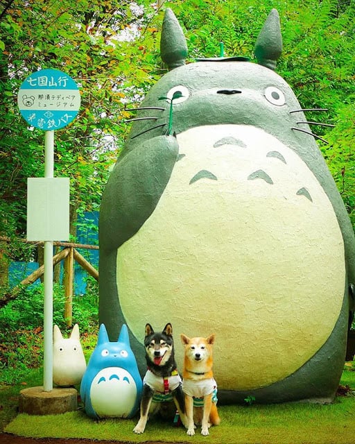 Perritos frente a una estatua de Totoro; Estos hermanos perritos están envejeciendo y su dueño captura cada momento