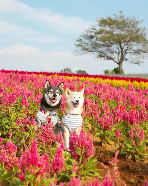 Welpen spielen auf einem Blumenfeld;  Diese Hundebrüder werden alt und ihr Besitzer fängt jeden Moment ein