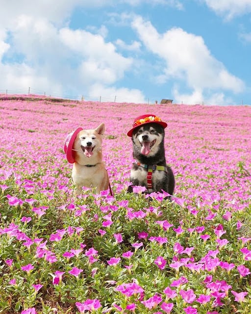 Perritos en un campo de flores rosas; Estos hermanos perritos están envejeciendo y su dueño captura cada momento