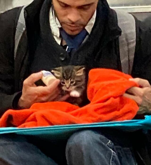 Chico sentado en el metro con saco negro, camisa blanca, corbata negra y jeans con una mochila gris en la espalda, alimenta a gatito café con rayas negras mientras lo arropa con una manta naranja y le da de comer con un biberón 