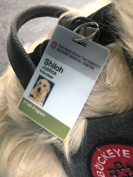 Shiloh perrito de terapia portando su gafete de empleado en un hospital