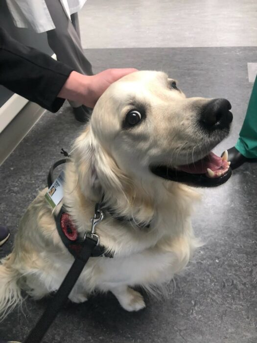 Shiloh perrito de terapia portando su gafete de empleado en un hospital