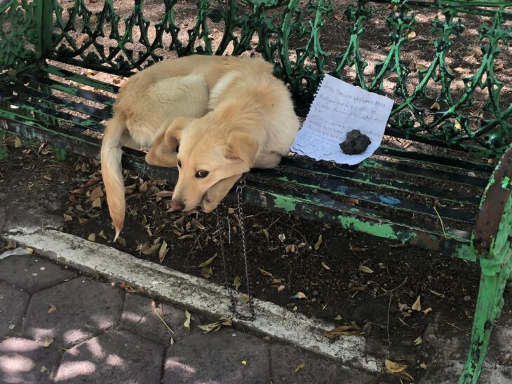 Perro color beige acostado arriba de una banca verde con una nota encima