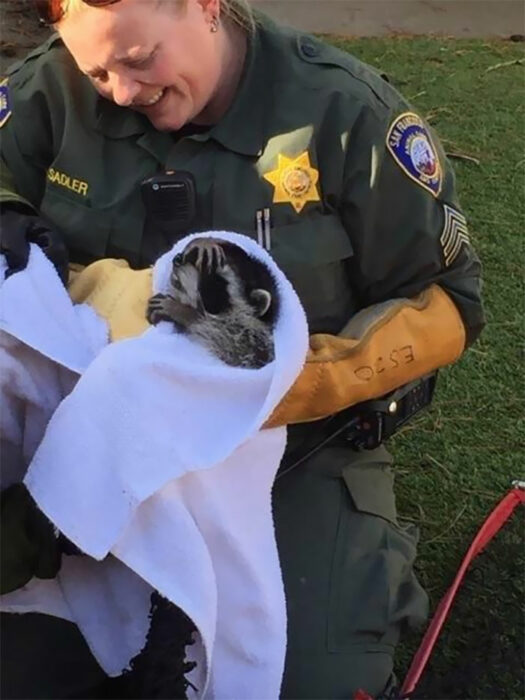 Mujer policía cargando en brazos con una cobija a una mapache bebé