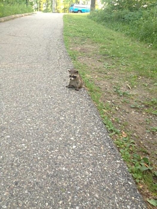 Mapache bebé sentado en la orilla de un camino de concreto 