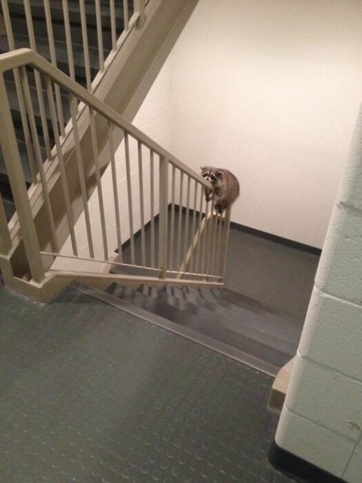 Mapache acostado en el barandal de unas escaleras en un edificio de apartamentos