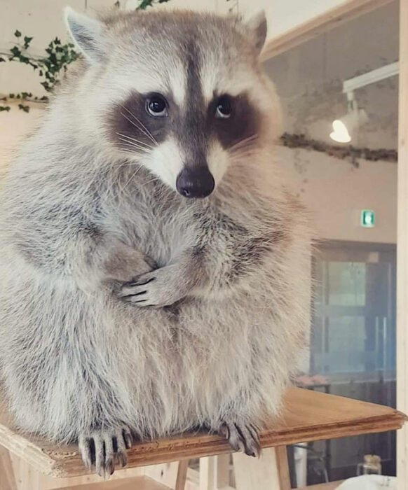 Mapache gordito sentado en una mesa con cara de arrepentimiento 