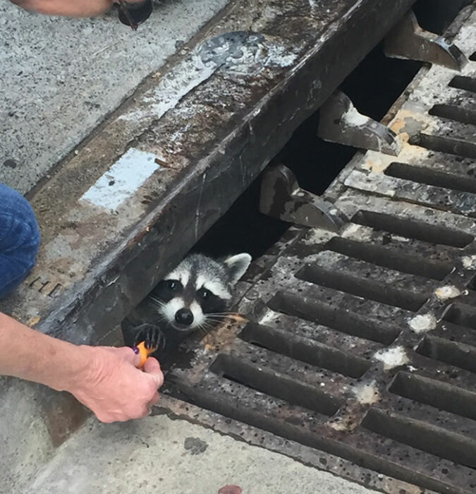 Mano le da un cheeto a un mapache que está en una alcantarilla