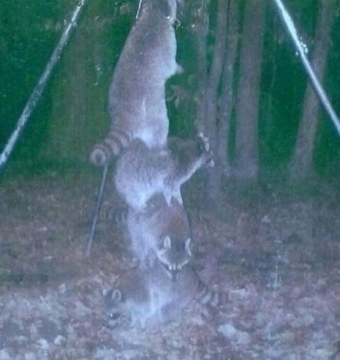 Cuatro mapaches se suben uno arriba de otro para conseguir comida