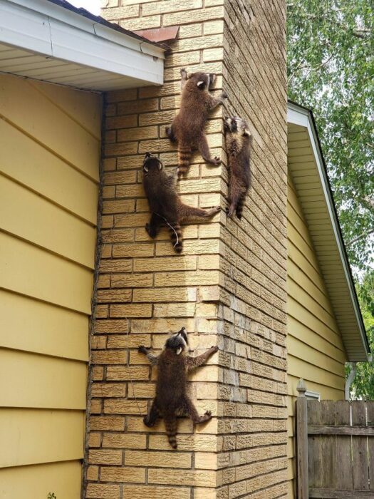 Cuatro mapaches trepan por la chimenea de una casa amarilla