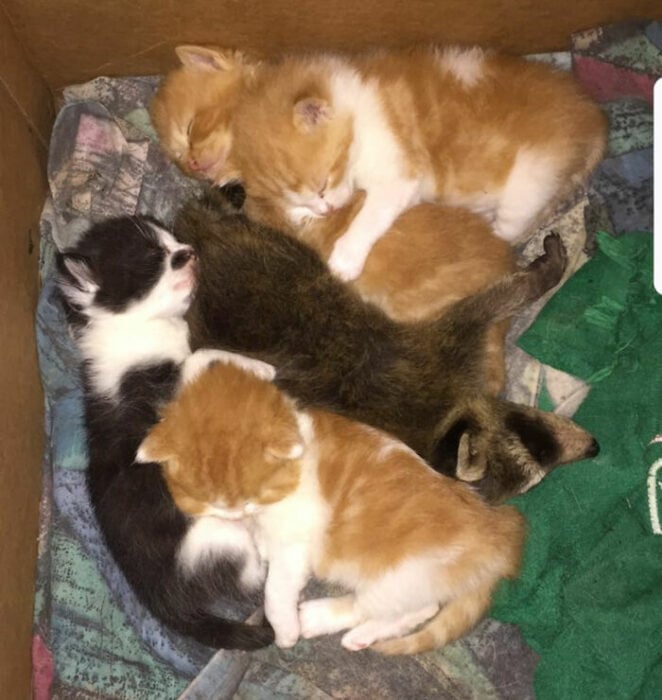 Mapache bebé durmiendo con dos gatitos naranjas y uno negro con blanco