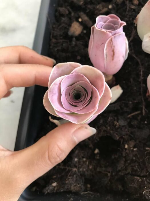Mano sosteniendo una greenovia dodrentalis pequeña 