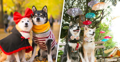 Estos perritos envejecen juntos y su dueño captura cada momento