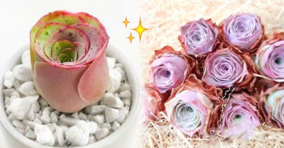 Estas suculentas en forma de rosas parecen salidas de un cuento de hadas