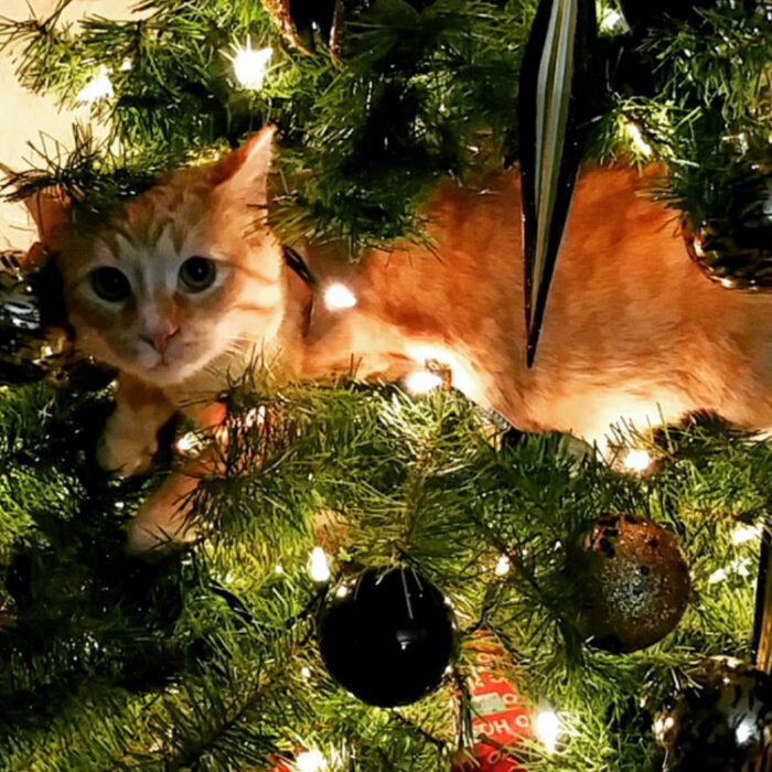 Gatito acostado entre las ramas de un árbol de Navidad