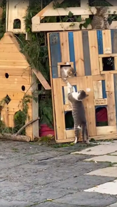 Par de gatitos jugando en el árbol de Navidad de Lucera, Italia