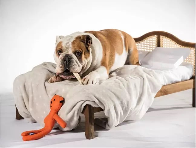 Perro bull dog recostado sobre una cama miniatura