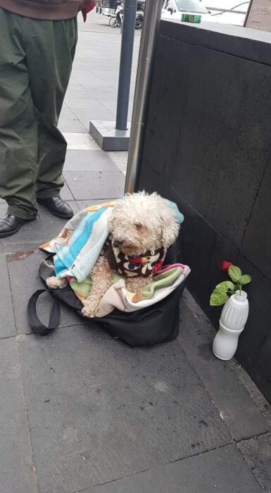 Perrito blanco pequeño acostado en una bolsa azul marino tapado con una frazada