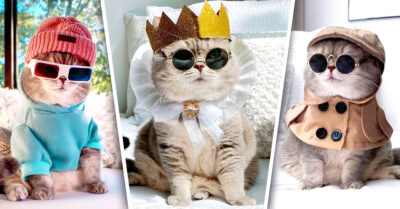 Conoce a Benson, el gatito que tiene más estilo que cualquiera de nosotras