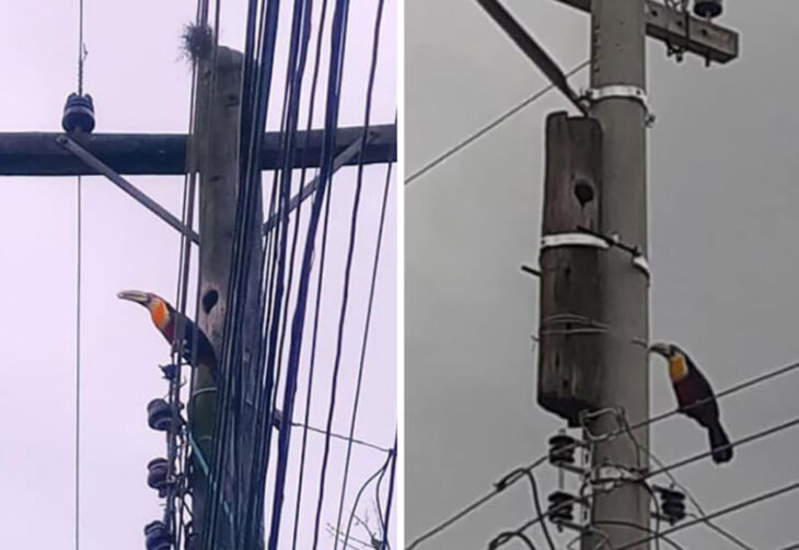 Fotos de tucan en un poste de luz pues ahí tiene su casita