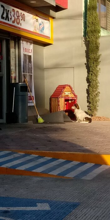 Perrito fuera del OXXO mirando por una puerta de vidrio; Empleados de un OXXO adoptan a perrito callejero y lo llaman Migajón