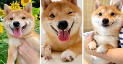 Este perrito shiba inu tiene la sonrisa más adorable del mundo