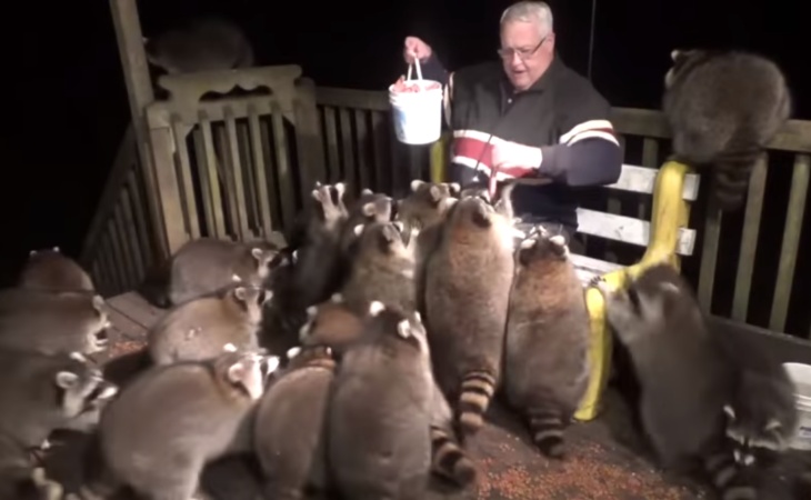 James Blackwood sentado en una banca de madera alimentando mapaches