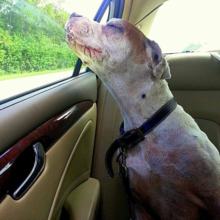 Perrita libra asomándose por la ventana de un coche 