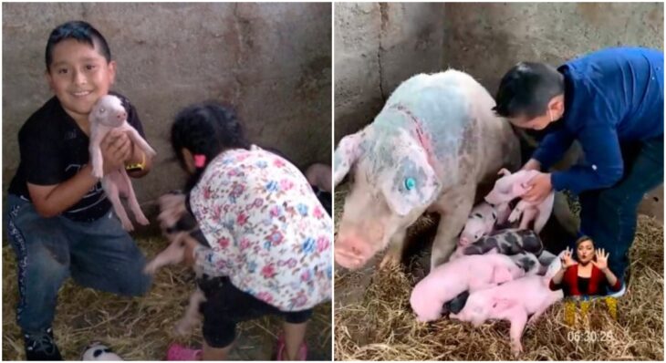 Niño junto a sus cerditos en un corral; Niño pide a su profesora entregar la tarea tarde para ayudar a su cerdita a parir