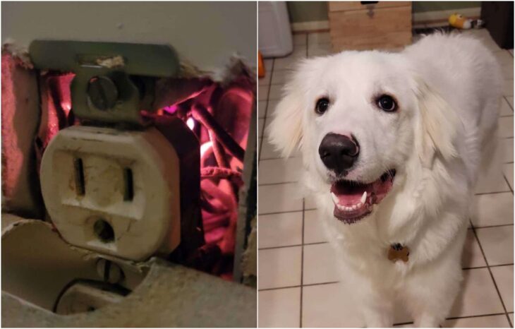 Perrito blanco salvando a su familia de un incendio eléctrico 