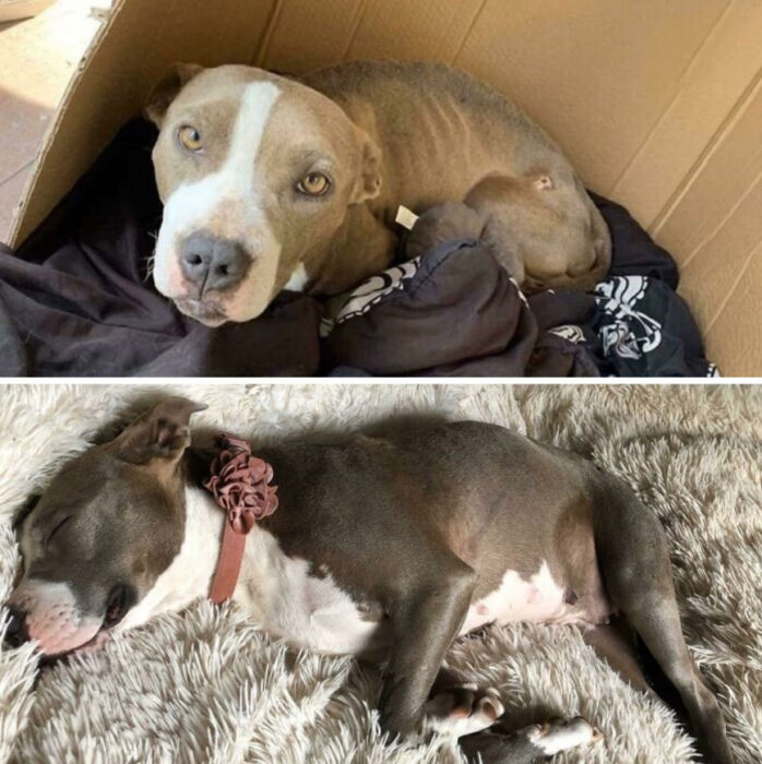 Antes y después de la adopción de un perrito