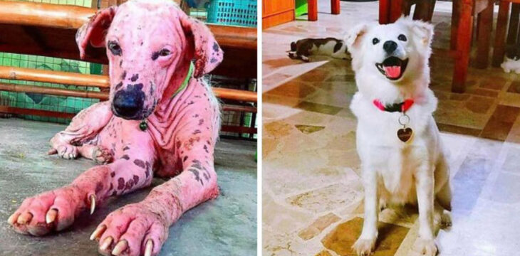 Antes y después de la adopción de un perrito
