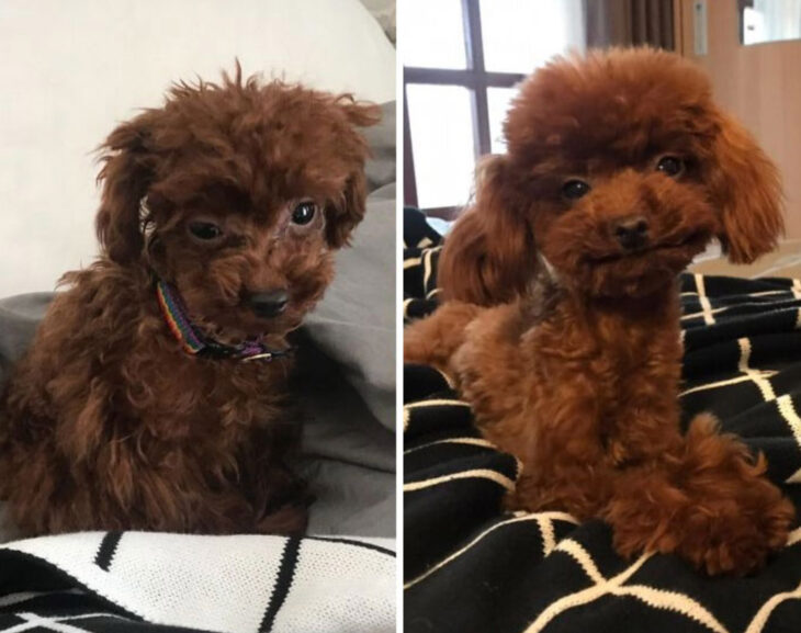 Antes y después de la adopción de un perrito