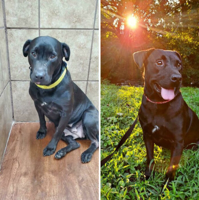 Antes y después de la adopción de un perrito