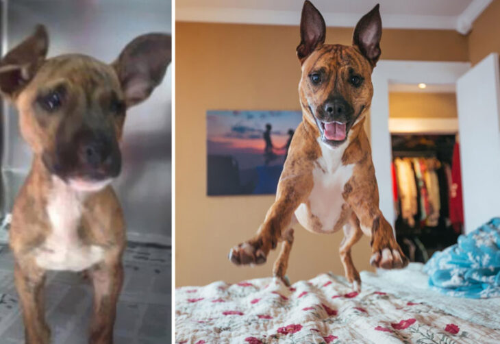 Antes y después de la adopción de un perrito