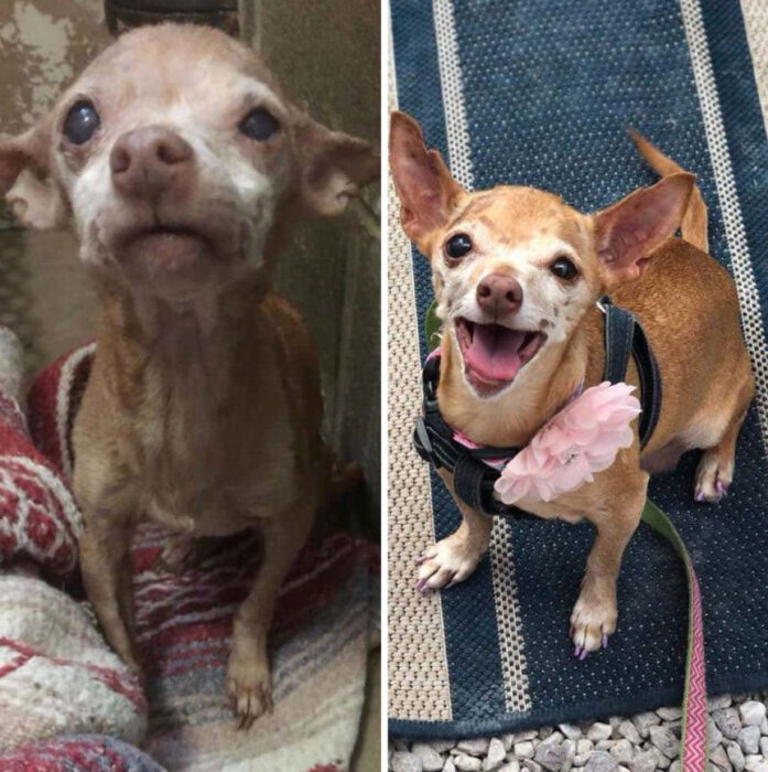 Antes y después de la adopción de un perrito