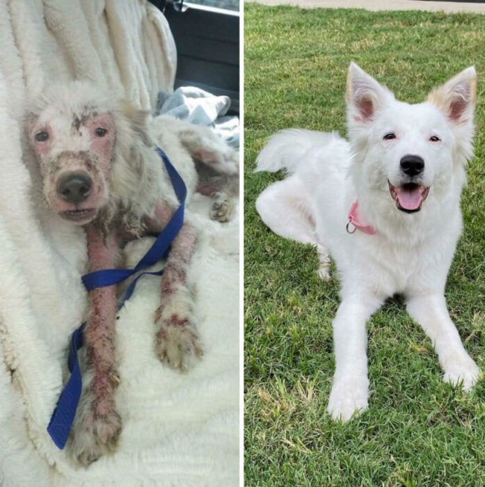 Antes y después de la adopción de un perrito