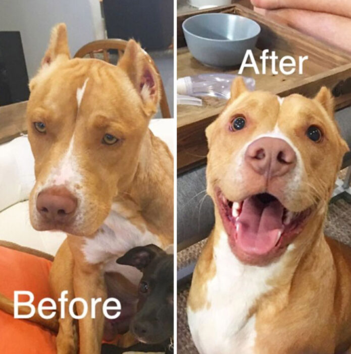 Antes y después de la adopción de un perrito