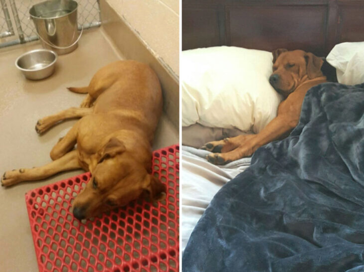 Antes y después de la adopción de un perrito