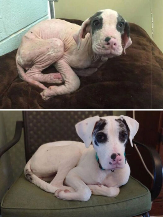 Antes y después de la adopción de un perrito