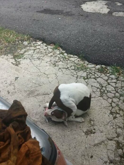 Perro pitbull blanco con café hecho colita mordiendo su cola