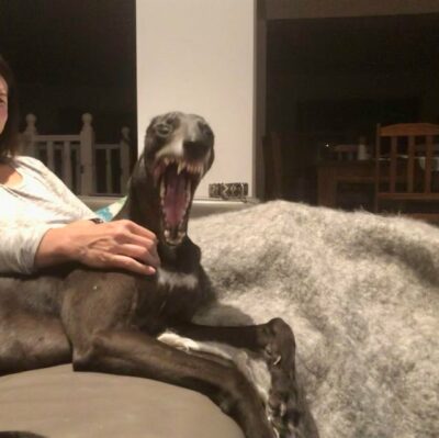 Perro galgo gris acostado en un sillón su dueña hace expresión facial graciosa