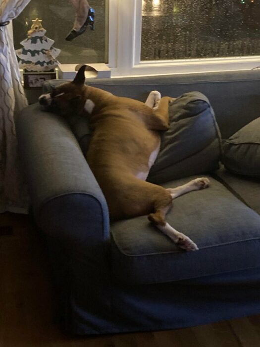 Perro boxer acostado en sillón azul marino 