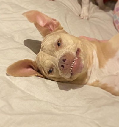 Perro pitbull beige recostado en la cama con cara de desprecio