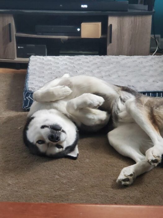Perro husky acostado panza arriba sobre alfombra beige haciendo cara graciosa